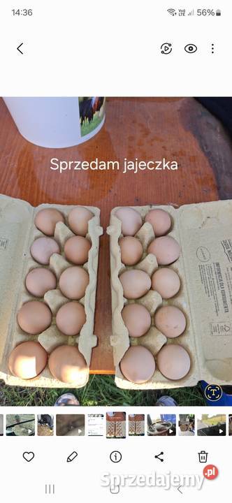 Sprzedam jajka wiejskie Rypin