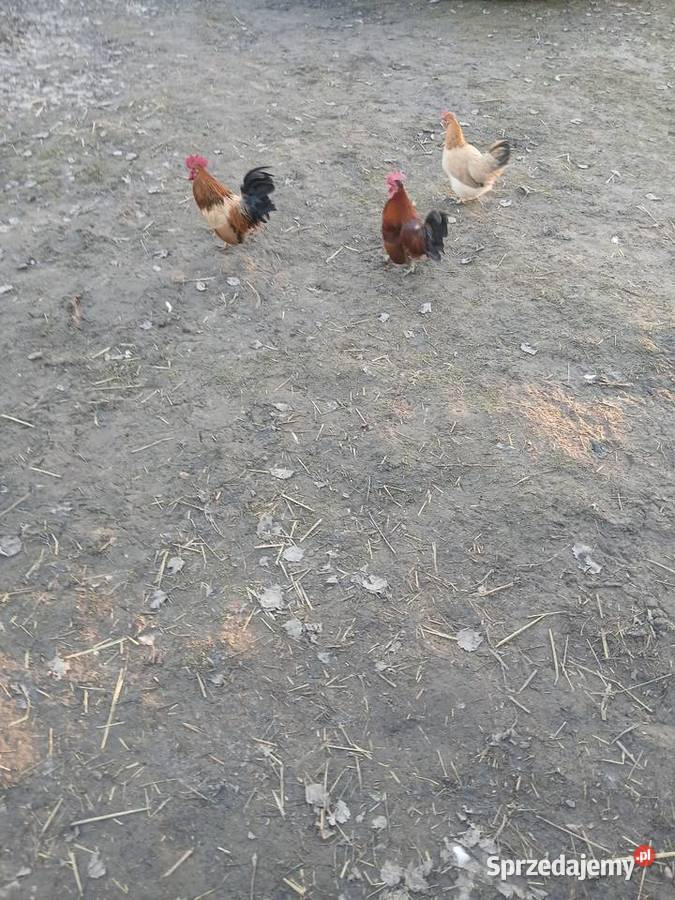 Kogutki małe i srednie Drób i ptactwo Czarnocin