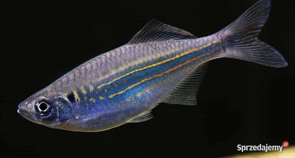 Danio malabarski Devario malabaricus Malabarskie Ryby Gdańsk