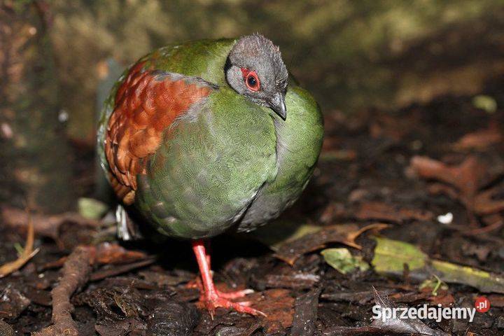 Kuropatwa koroniasta