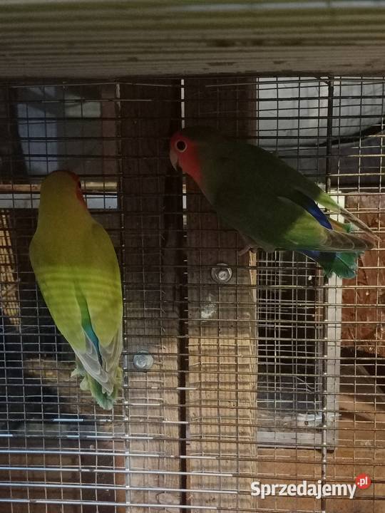 Papugi konury nimfy i inne Brusy