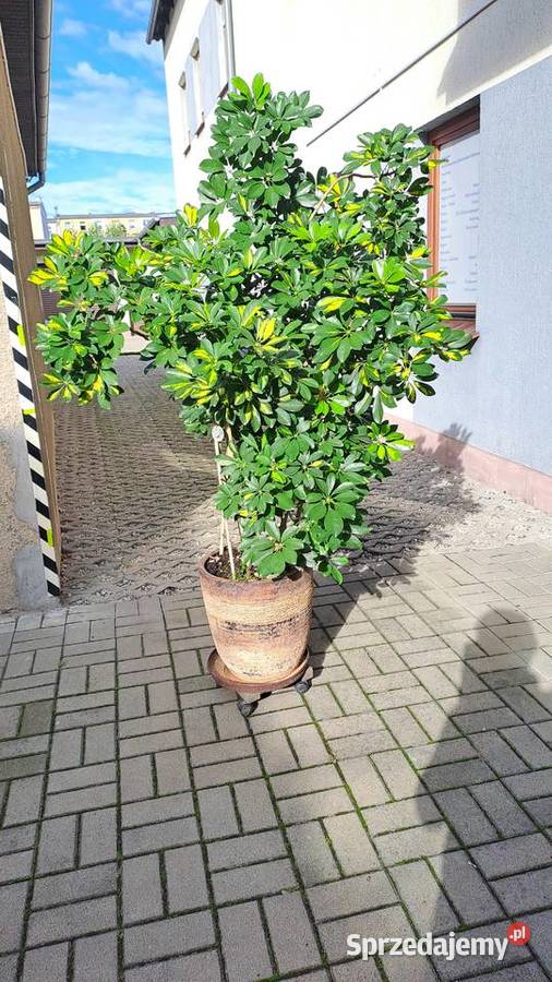 Szeflera drzewko 170 z doniczką ceramiczną Ostrów Wielkopolski sprzedam