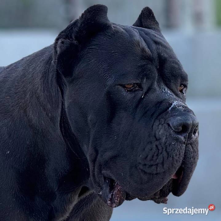 Piękna suczka Cane Corso ZKwPFCI opolskie Opole