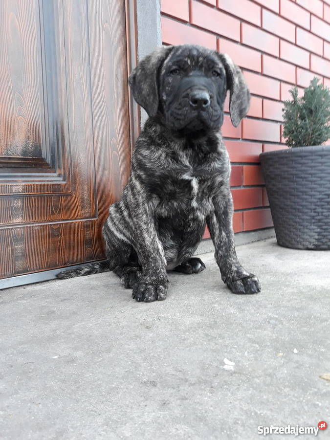 Szczeniaki Dog Kanaryjski Dogo Canario Piątek