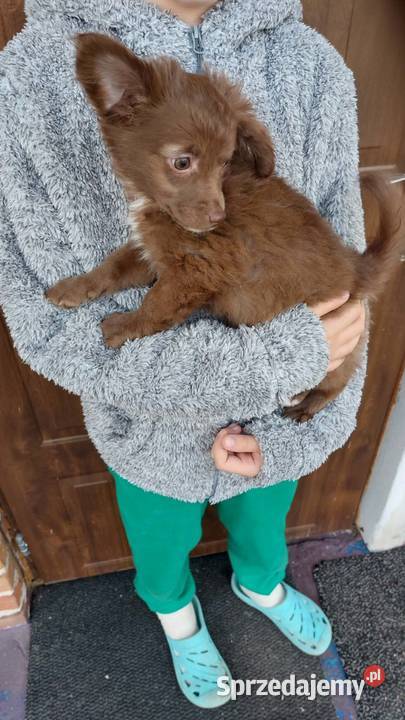 Yorkiepoo szczeniaki Warszawy gotowe do zmiany Płońsk