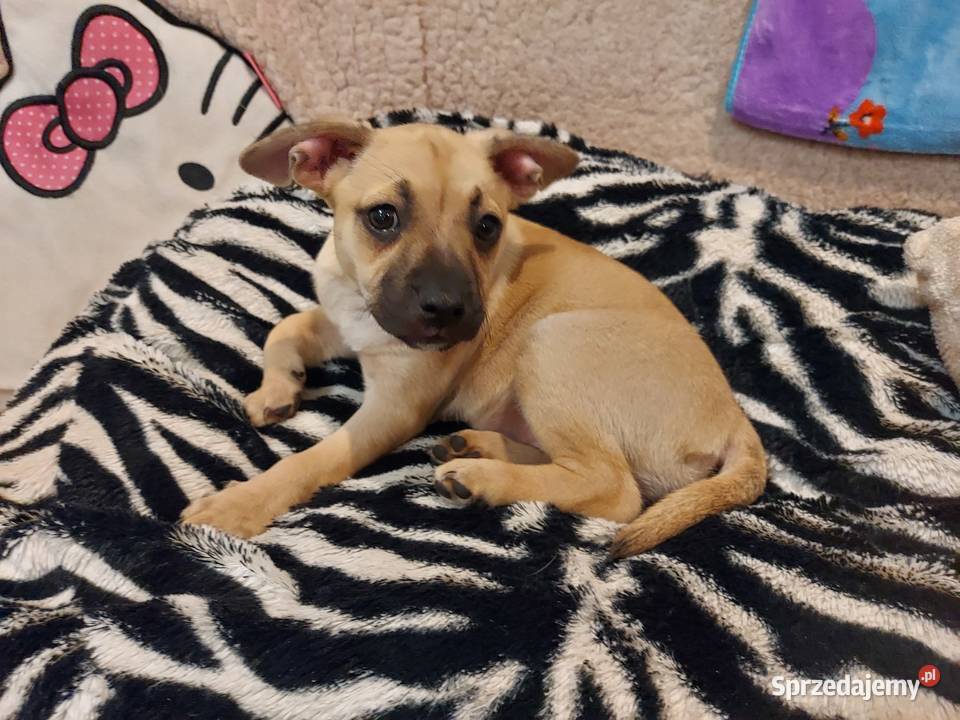 Buldog francuski mieszany sprzedam