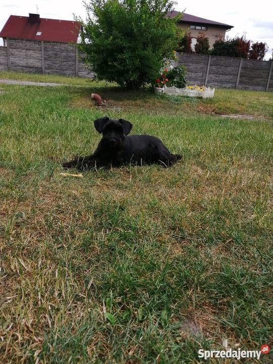 Sznaucer Miniaturowy Sznaucer śląskie Zawiercie