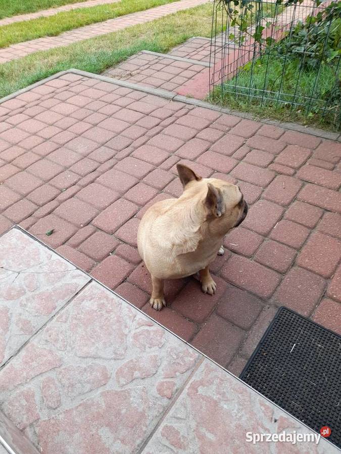 Buldog francuski suczka Buldog Augustów