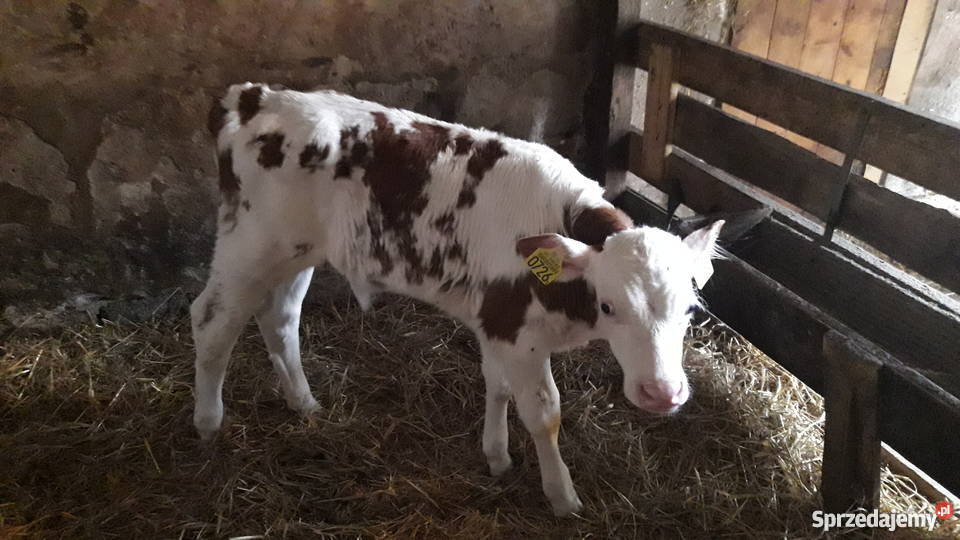 Byczki cielaki mięsne simental limousin Golub-Dobrzyń
