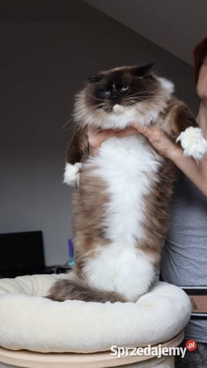 Kocur ragdoll 7 lat Ragdoll Wrocław sprzedam