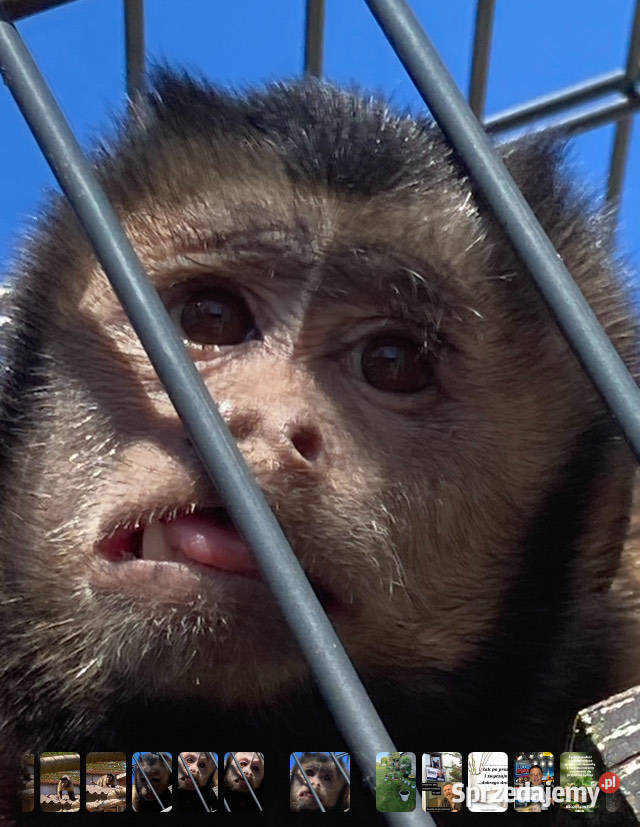 Kapucynka czubata kawaler szuka domu