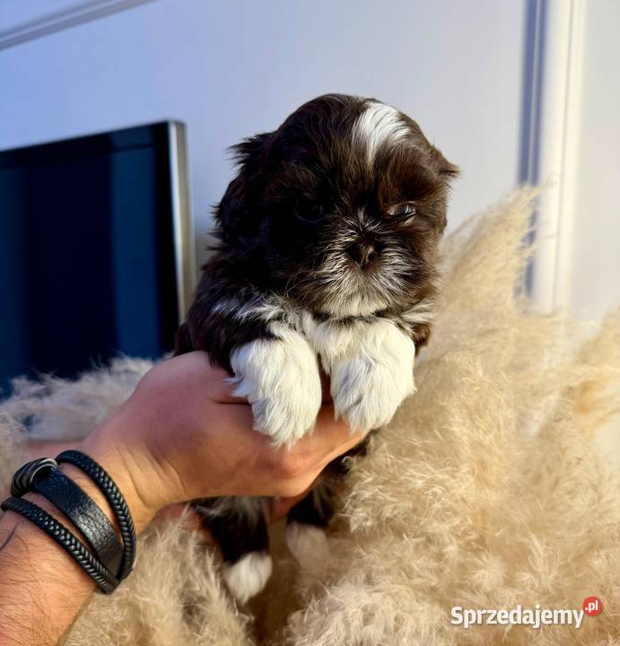 Szczeniaki shih tzu rezerwacja świętokrzyskie Kielce
