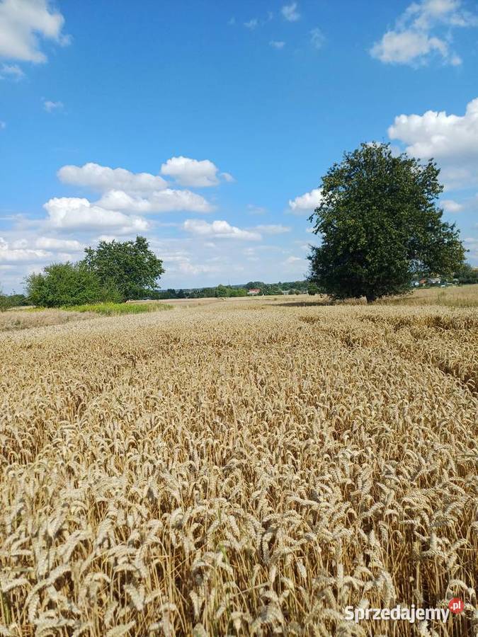 Przyjme pole w dzierżawę Jabłonna Druga