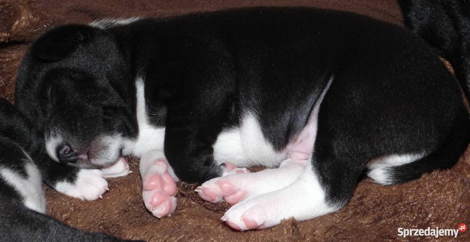 Basenji czarno biały piesek Tropik Z Gremlinkowa łódzkie Pabianice