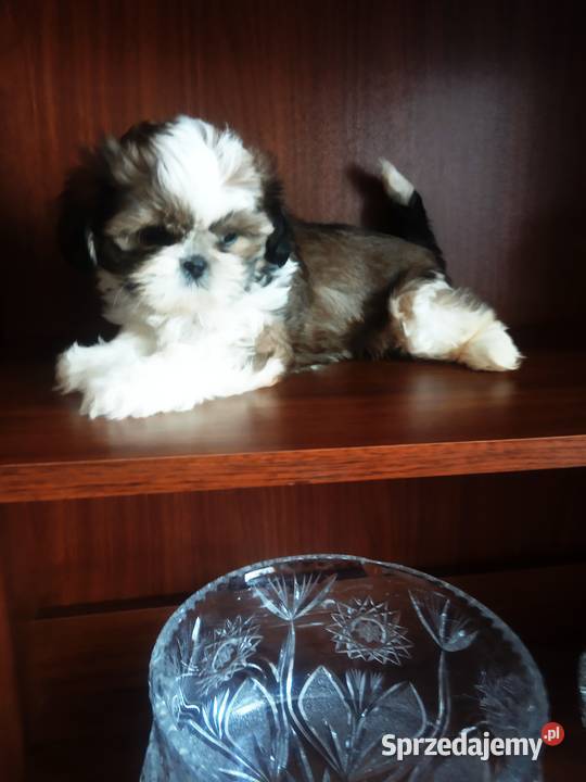 Shih TZU przepiękne szczeniaki tricolor i Klimontów