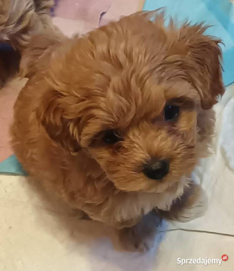 Sprzedam pieska suczkę rasy maltipoo z czipem Andrychów