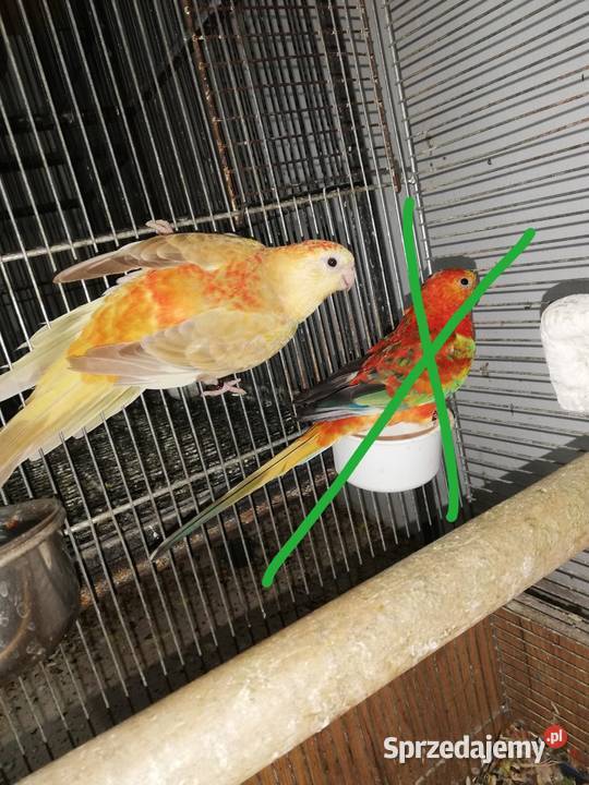 Sprzedam świergotki orange Nowy Sącz