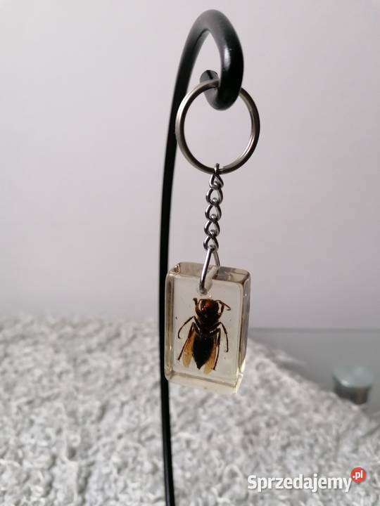 BRYLOCZEKPSZCZOŁA W ŻYWICY Pozostałe Łódź