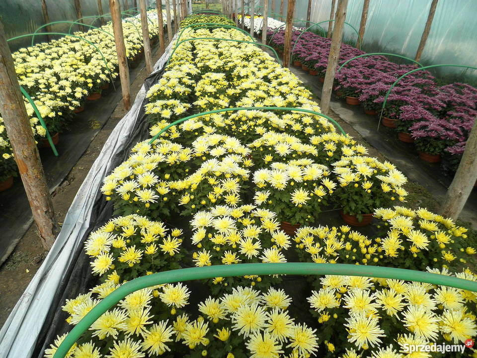 Sprzedam CHRYZANTEMY Gierlachów
