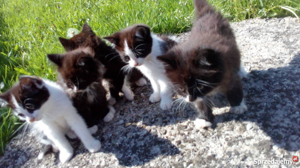 oddam małe kotki małą odpłatnością podkarpackie