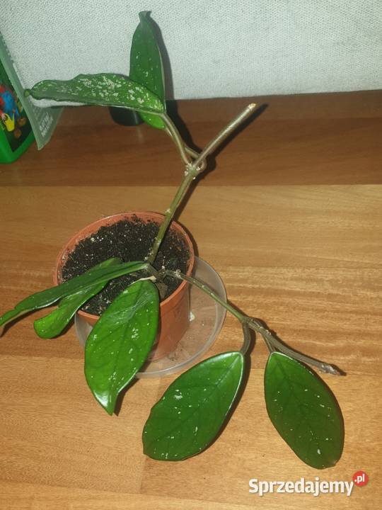 Hoya hoja kwiat rosnący 3 Rośliny domowe