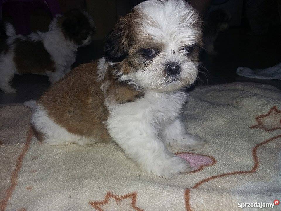 Piękne 6 tyg Shih Tzu Warszawa