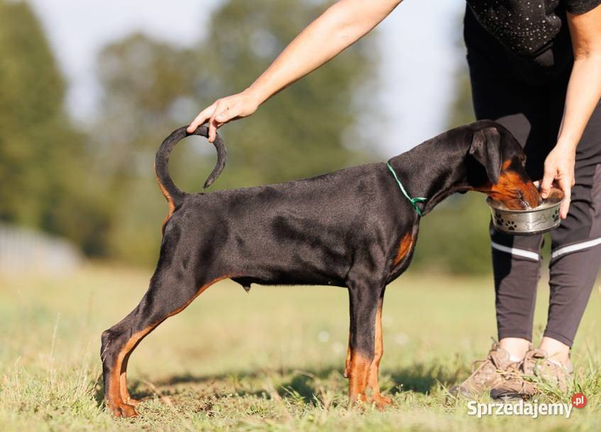 Doberman samiec ZKwPFCI Zwierzęta Gorzów Wielkopolski