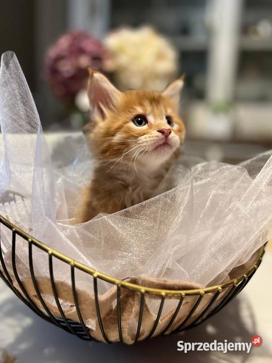 Maine Coon kocięta Kalisz