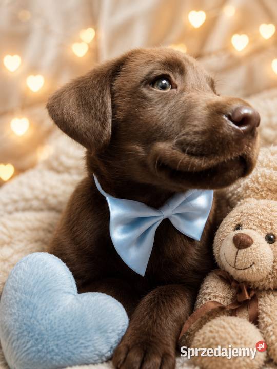 Labrador Retriever suczka 2 ojcu pochodzenia FCI Katowice