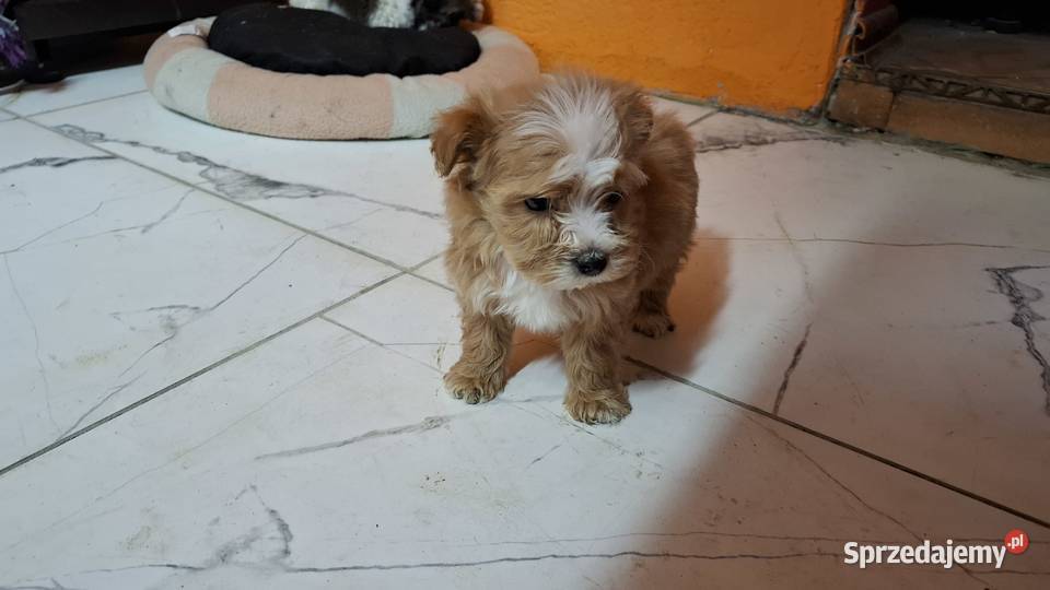 Maltipoo z metryką warmińsko-mazurskie Ełk sprzedam