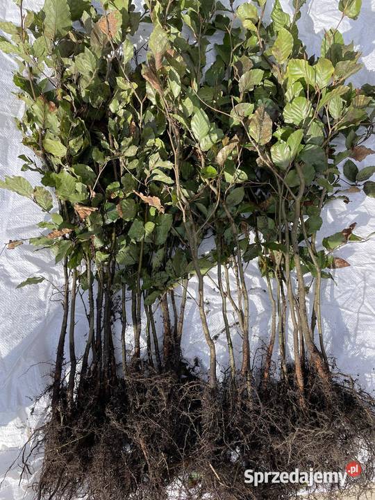 Buk Pospolity sadzonki 60100 Kielce sprzedam