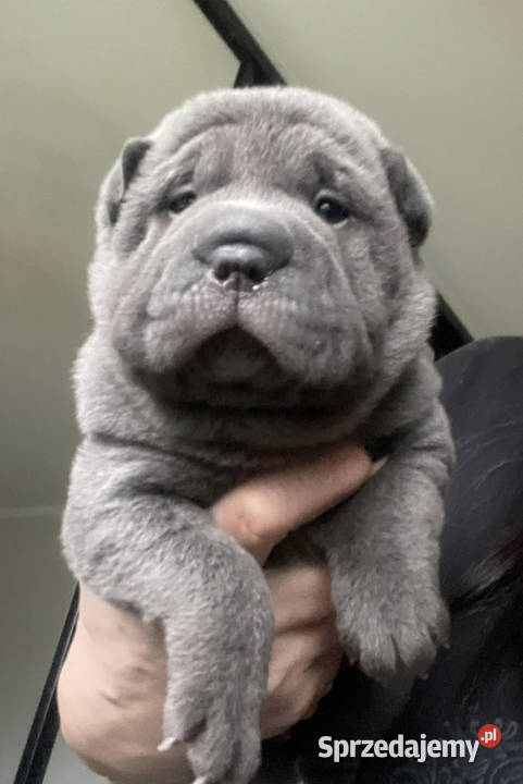 Shar Pei ZKwPFCI suczka Psy Gorzów Wielkopolski