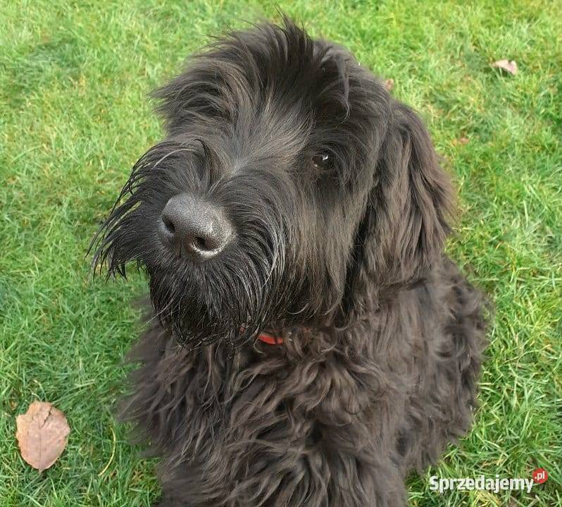 Szczeniak rasy Sznaucer Olbrzym szuka nowego domu!