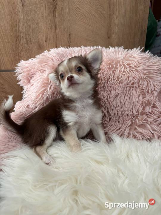 Chihuahua suczka Strzelce Opolskie