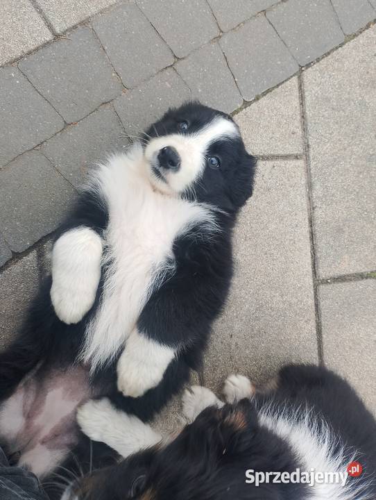 Piękne Border Collie wielkopolskie Jarocin