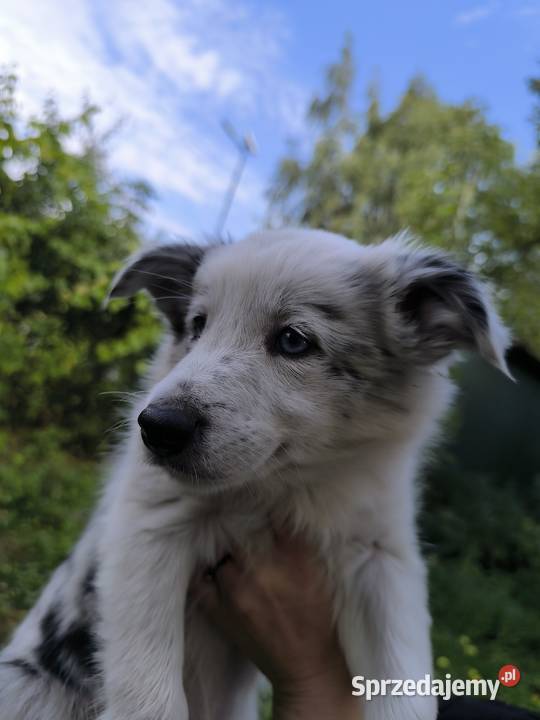 Border colie blue merle i biało czarne Koziegłowy sprzedam