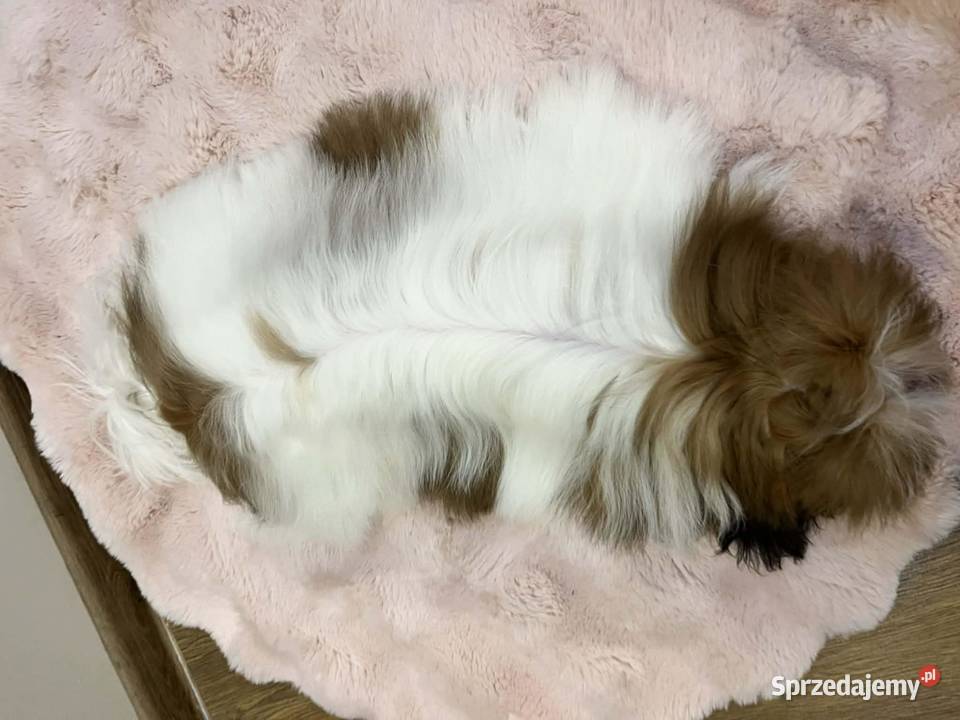 Piesek ShihTzu Mokrsko