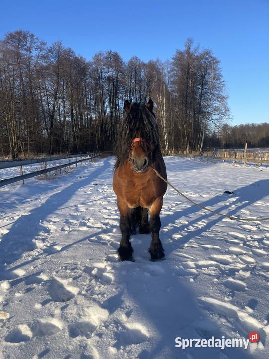 ogoer zimnokrwisty sokólski Konie lubelskie