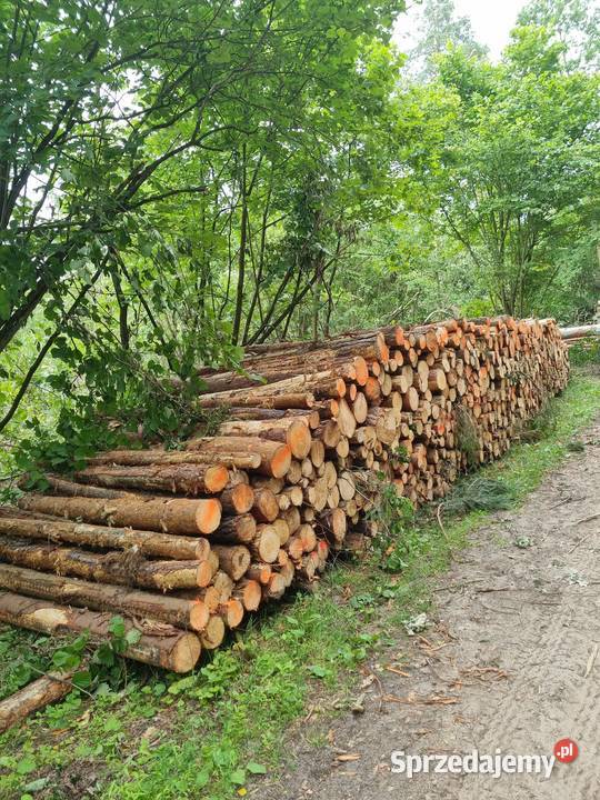 Drewno Zambrów