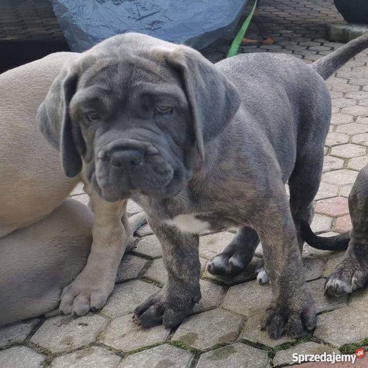 SZCZENIĘTA CANE CORSO Cane Corso