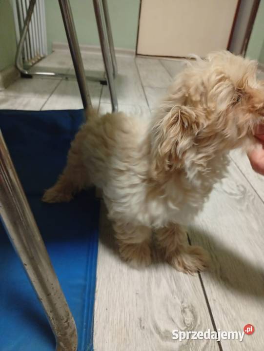 Maltipoo piesek i suczka lubelskie Łaziska