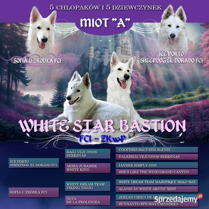 Bialy Owczarek Szwajcarski FCI ZWOLNILY się Bytom sprzedam