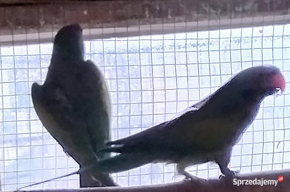 Papugi Aleksandretty chińskie