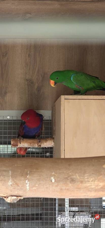 Lory wielkie barwnice zwyczajne para Kalwaria Zebrzydowska