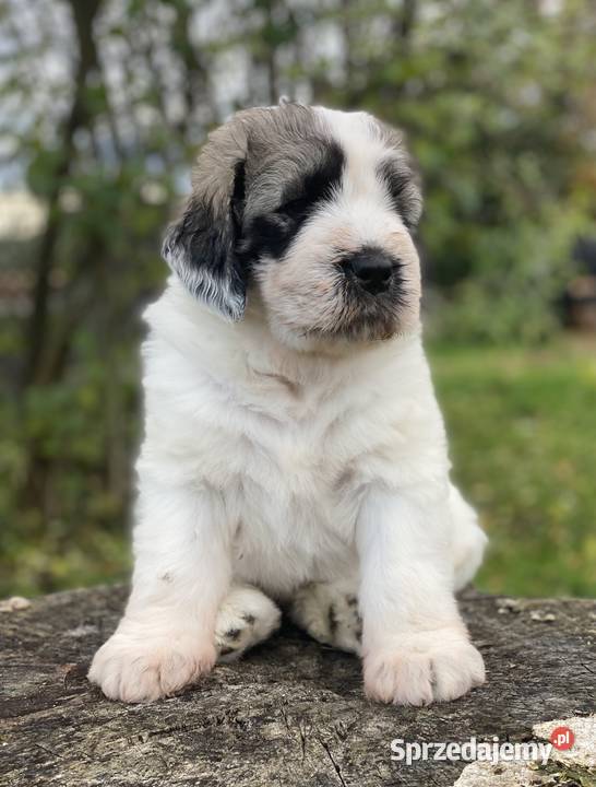 Szczeniaki Owczarek Rumuński Mioritic Opole sprzedam