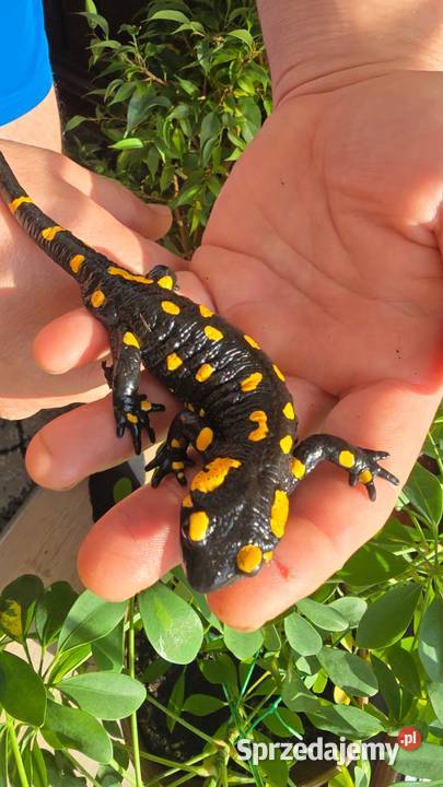 Gekon kameleon jaszczurka salamandra Kijany sprzedam