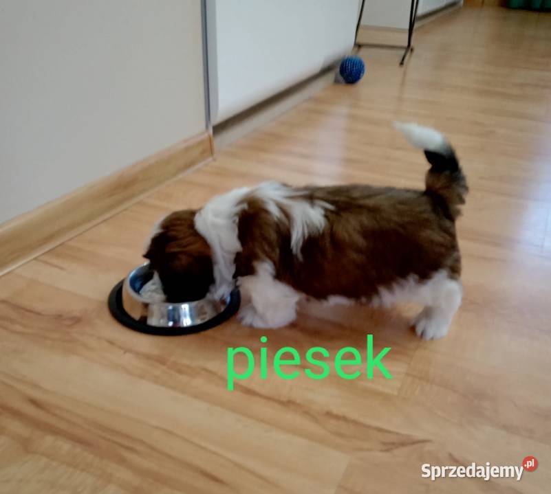Szczeniaki Shih tzu