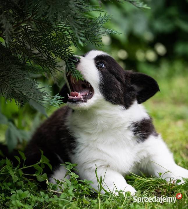 Szczeniaki welsh corgi cardigan Warszawa