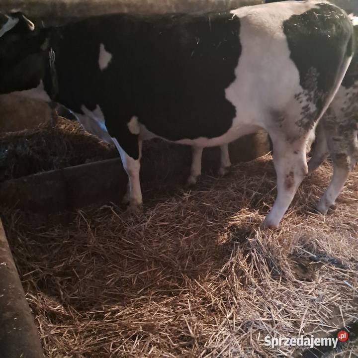 Sprzedam jałówki cielne wielkopolskie Pępowo sprzedam