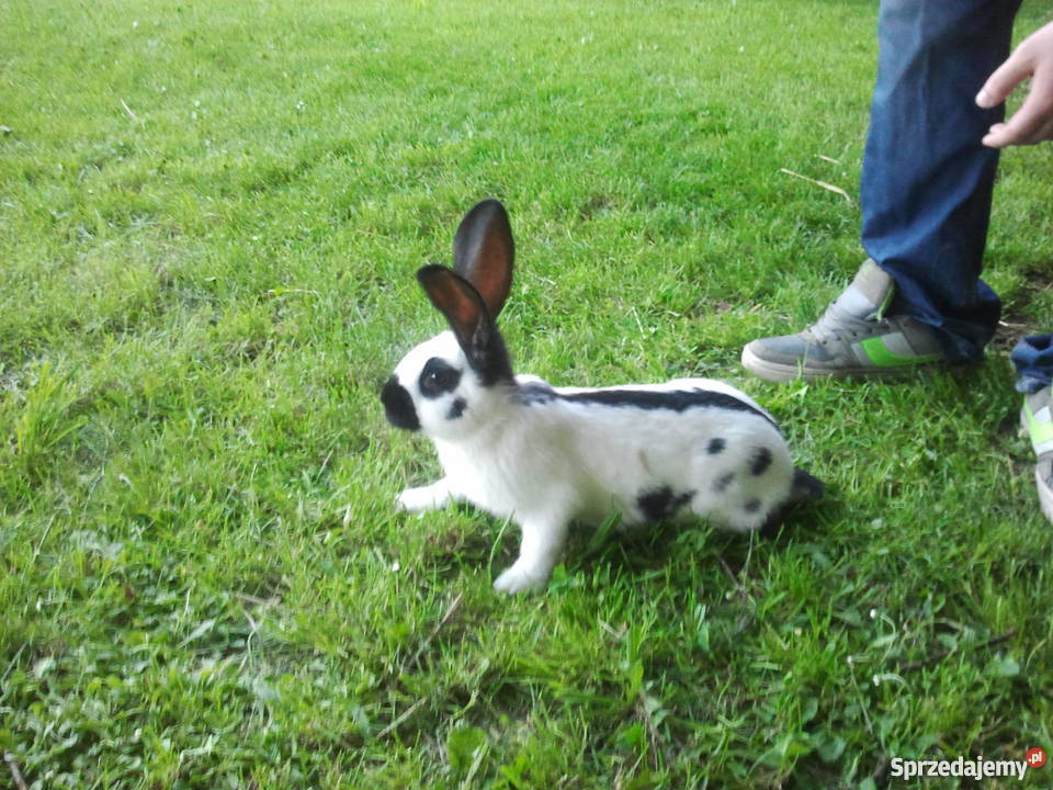 króliki OSC OSN BOS małopolskie